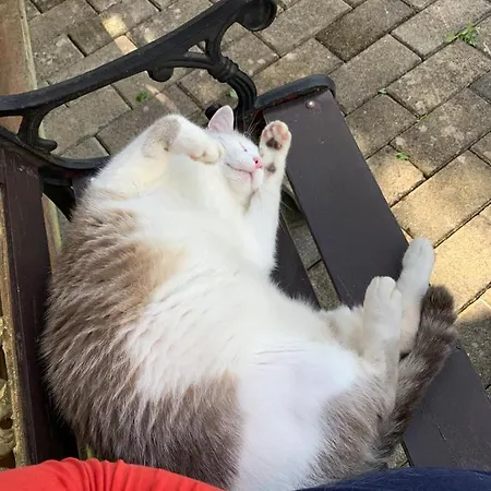 Style Rustique Apartamento